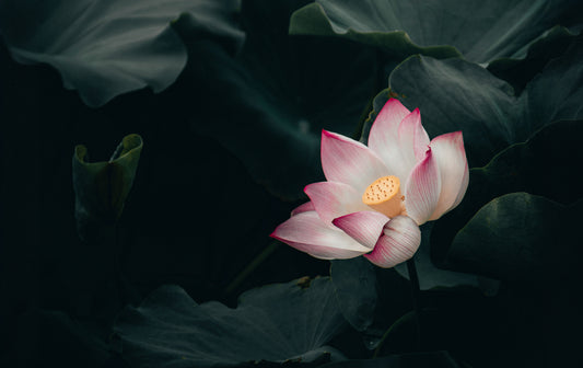 The Symbolism and Significance of Lotus and Lotus Pod in Buddhism